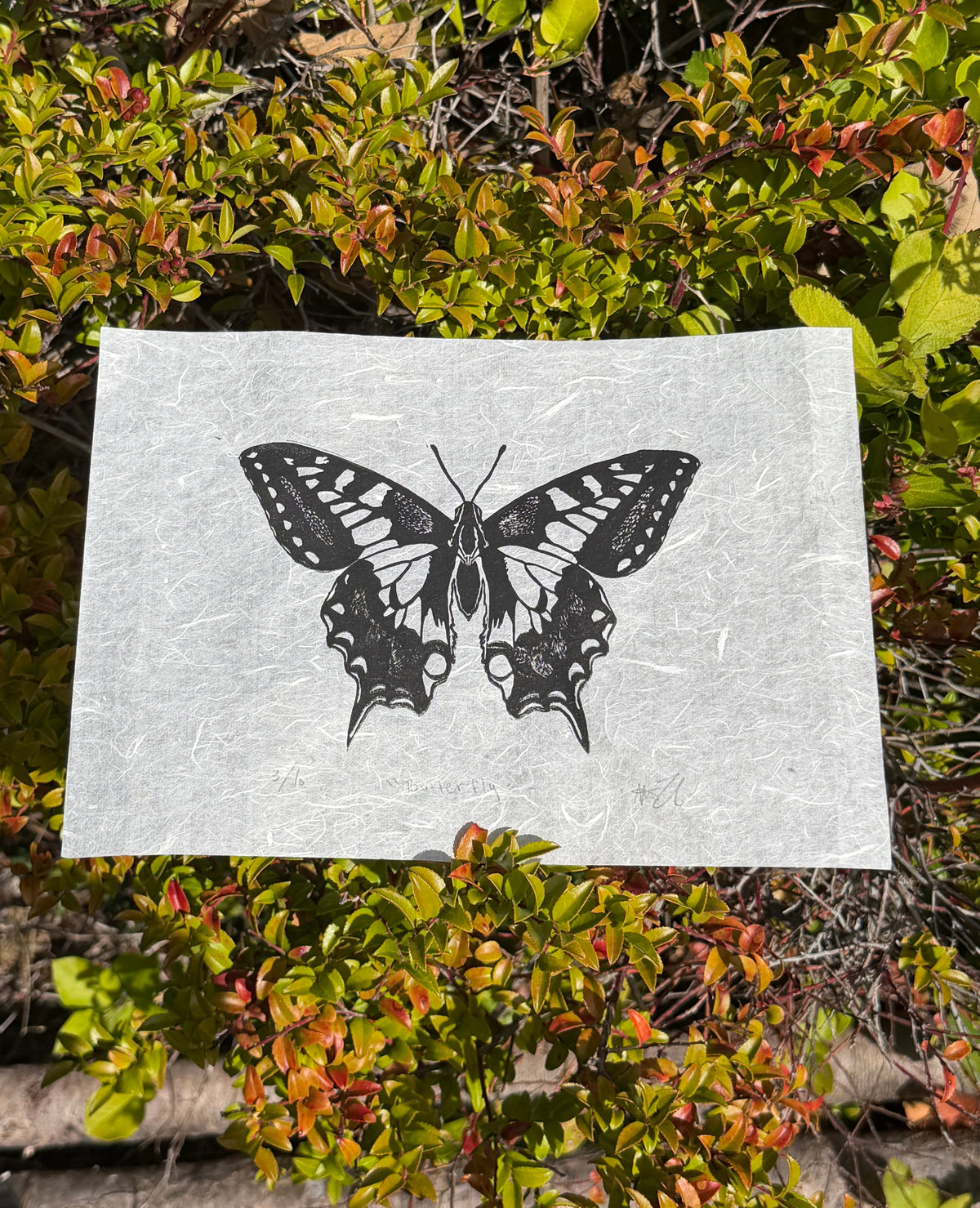 Butterfly, Mulberry Paper, 8x10