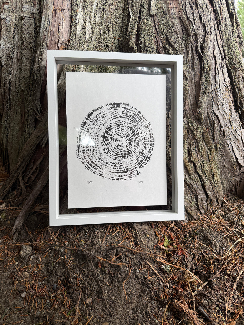 Framed 12x15 Tree Ring