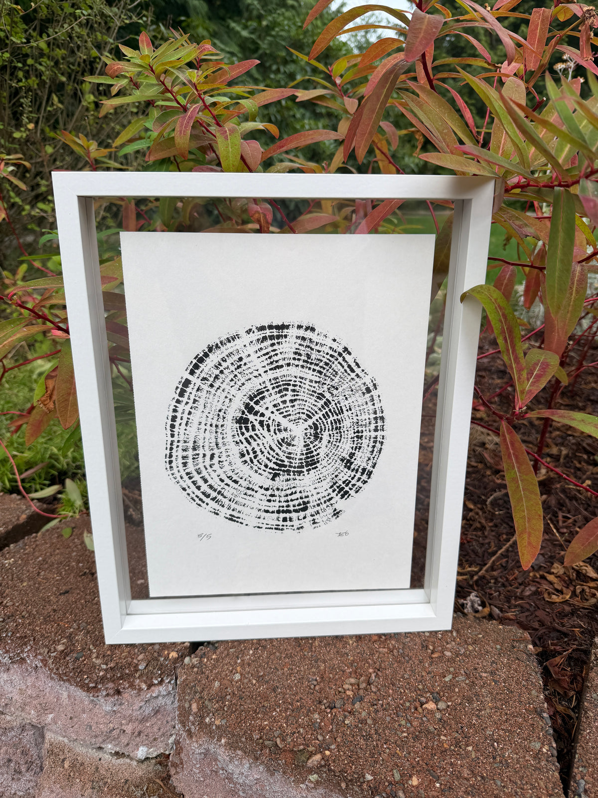Framed 12x15 Tree Ring