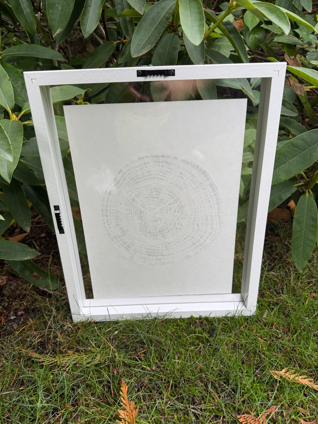 Framed 12x15 Tree Ring