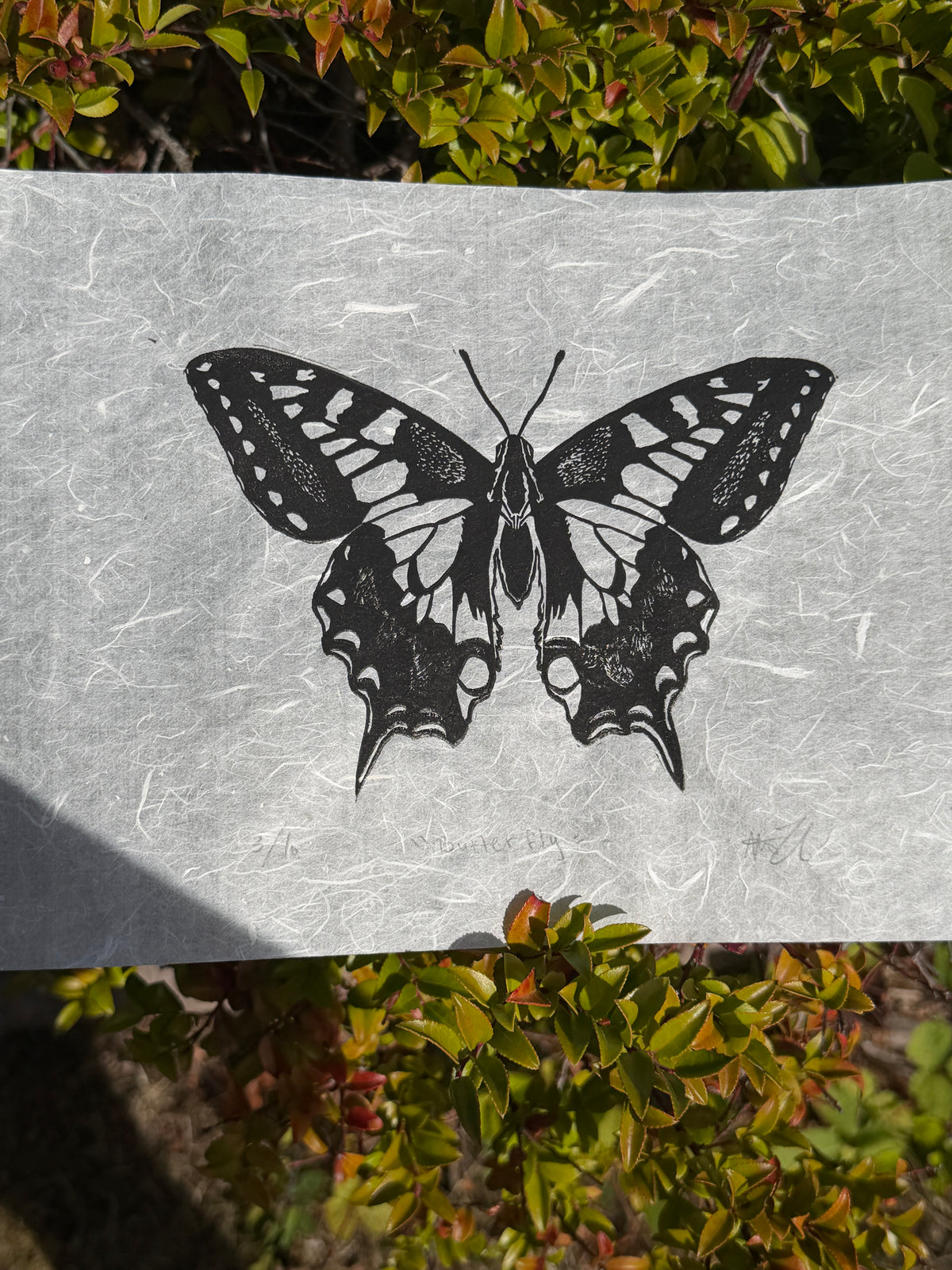 Butterfly, Mulberry Paper, 8x10